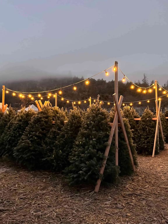 A picturesque Christmas tree farm or holiday market venue during twilight hours, featuring rows of evergreen trees ready for selection. The scene is