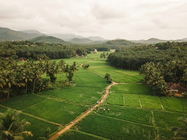 Paddy fields with coconut and rubber plantation landscape in rural Kanyakumari